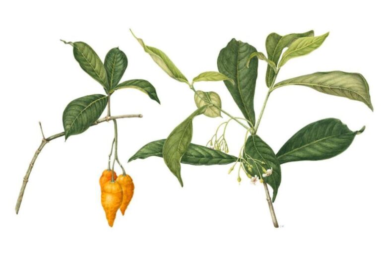 This is an Illustration of the Tabernanthe iboga plant and it was drawn by Carey Kaack.